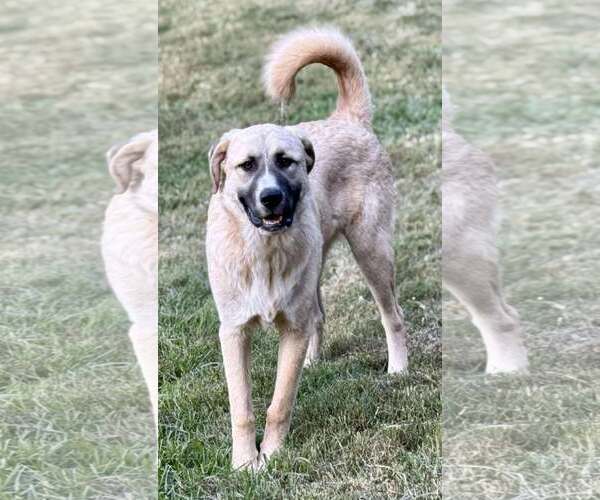 Medium Photo #7 Anatolian Shepherd-Great Pyrenees Mix Puppy For Sale in Higley, AZ, USA