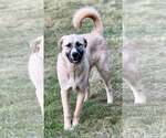 Small #6 Anatolian Shepherd-Great Pyrenees Mix