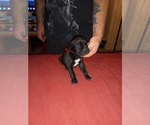Small Photo #6 Cane Corso Puppy For Sale in GRENVILLE, NM, USA