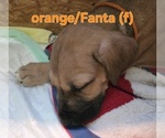 Small #6 Irish Dane
