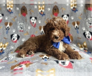 Cavapoo Puppy for sale in LAKELAND, FL, USA