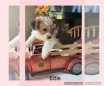 Puppy Puppy 3 Edie YorkiePoo