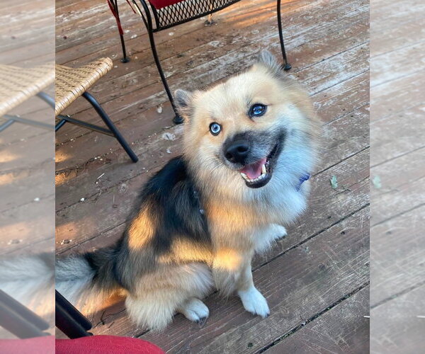 Medium Photo #4 Pomsky Puppy For Sale in Mundelein, IL, USA