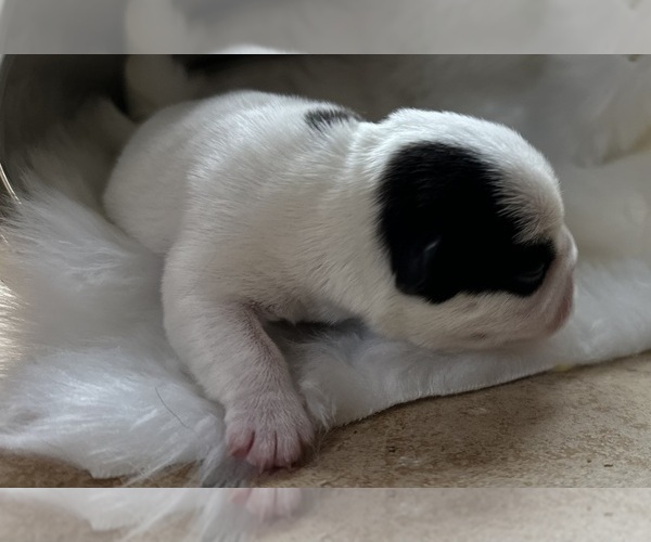Medium Photo #5 American Bullnese Puppy For Sale in DISCOVERY BAY, CA, USA