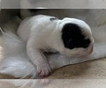 Small #4 American Bullnese