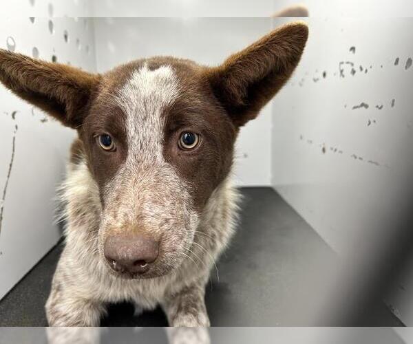Medium Photo #1 Texas Heeler-Unknown Mix Puppy For Sale in Visalia, CA, USA