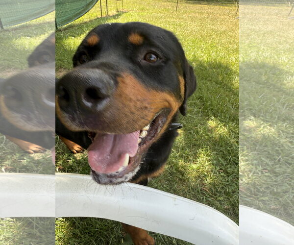 Medium Photo #3 Rottweiler Puppy For Sale in Mooresville, NC, USA