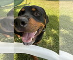 Small #2 Rottweiler