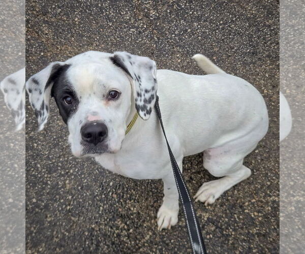 Medium Photo #2 Boxer-Pointer Mix Puppy For Sale in Huntley, IL, USA