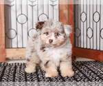 Small Photo #1 F2 Aussiedoodle Puppy For Sale in NAPLES, FL, USA