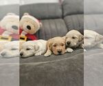 Small Photo #23 Golden Retriever Puppy For Sale in SACRAMENTO, CA, USA