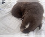Small Photo #12 Australian Shepherd Puppy For Sale in YADKINVILLE, NC, USA