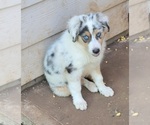 Small #7 Australian Shepherd