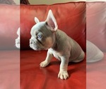 Small Photo #1 French Bulldog Puppy For Sale in ELK CITY, OK, USA