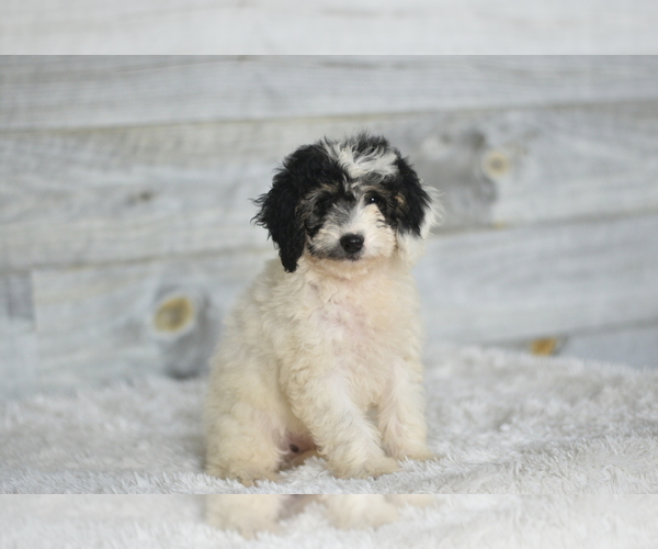 Medium Photo #3 Bernedoodle (Miniature) Puppy For Sale in COCHRANTON, PA, USA