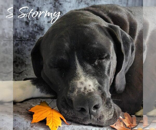 Medium Photo #5 Boxer-Great Dane Mix Puppy For Sale in Bullard, TX, USA