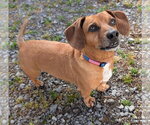Small #10 Dachshund
