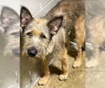 Small #1 Airedale Terrier Mix
