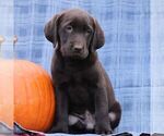 Small #1 Labrador Retriever