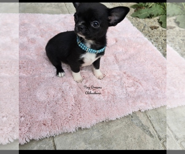 Medium Photo #4 Chihuahua Puppy For Sale in CRAFTON, PA, USA