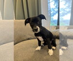 Small #1 Mutt