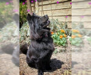 Smokey - Male Chow Chow Dog for Adoption - Photo #2
