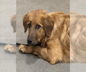 Australian Shepherd-Unknown Mix Dogs for adoption in Forestville, MD, USA