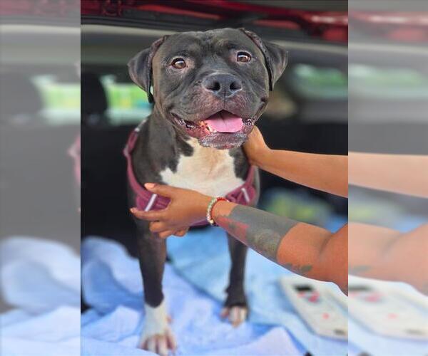 Medium Photo #1 American Pit Bull Terrier Puppy For Sale in Conroe, TX, USA