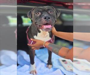 American Pit Bull Terrier Dogs for adoption in Conroe, TX, USA