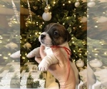 Small Photo #10 Jack Russell Terrier Puppy For Sale in BRIDGEWATER, VA, USA