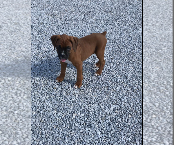 Medium Photo #4 Boxer Puppy For Sale in APPLE CREEK, OH, USA