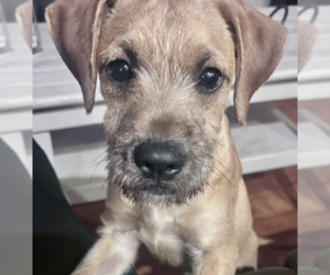 Boxer-Unknown Mix Dogs for adoption in Katy, TX, USA