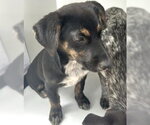Small Blue Lacy Mix