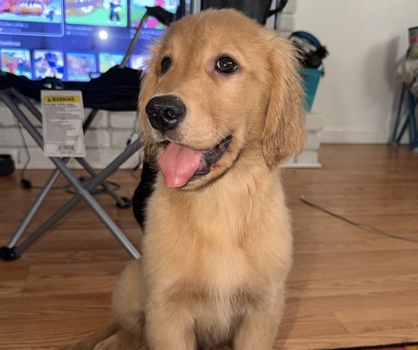 Medium Photo #3 Golden Retriever Puppy For Sale in ANTIOCH, CA, USA