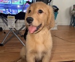 Small #2 Golden Retriever