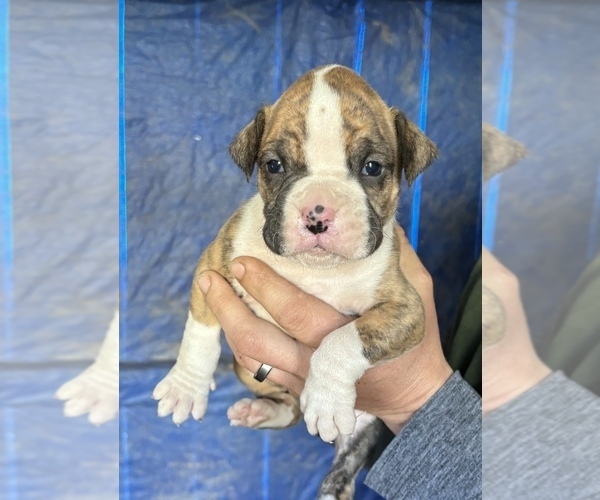 Medium Photo #1 Boxer Puppy For Sale in TALCOTT, WV, USA