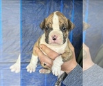 Small Photo #1 Boxer Puppy For Sale in TALCOTT, WV, USA