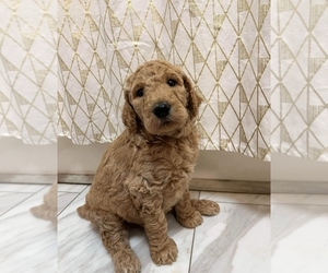 Poodle (Standard) Puppy for sale in MADISONVILLE, TN, USA
