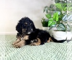Small #2 Bernedoodle (Miniature)