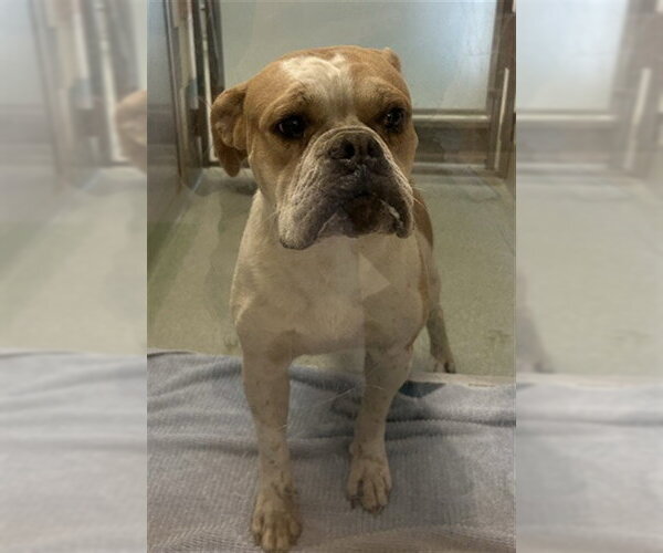 Medium Photo #1 Bull-Boxer Puppy For Sale in Plano, TX, USA