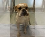 YOGI - Male Bull-Boxer Dog for Adoption - Small photo