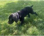 Puppy Lana Del Ray German Shorthaired Pointer