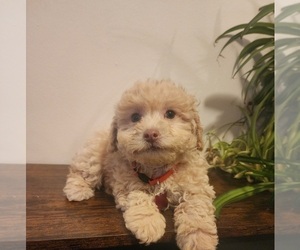 Poodle (Miniature) Puppy for sale in INDIANAPOLIS, IN, USA