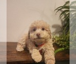 Small Poodle (Miniature)