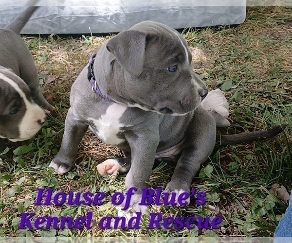 Medium Photo #11 American Pit Bull Terrier Puppy For Sale in DELAWARE, OH, USA