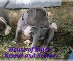 Small #10 American Pit Bull Terrier