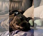 Small #4 American Staffordshire Terrier-Bullmastiff Mix