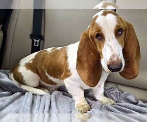 Basset Hound Dogs for adoption in Deepwater, NJ, USA