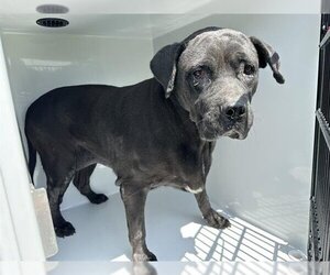 American Pit Bull Terrier-Labrador Retriever Mix Dogs for adoption in Houston, TX, USA