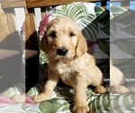 Small Photo #19 Goldendoodle Puppy For Sale in PROSPECT, VA, USA